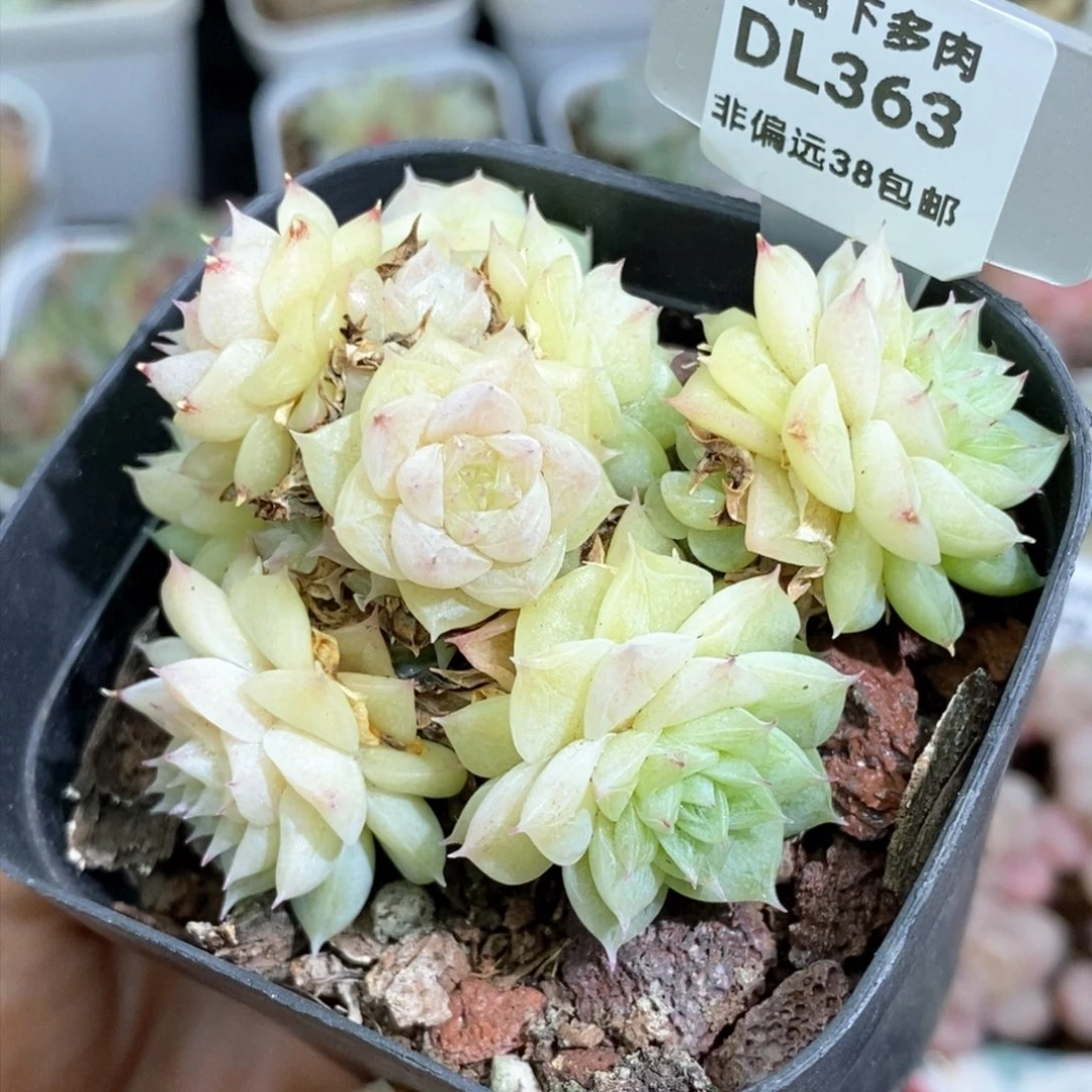 363东篱下多肉植物盆栽