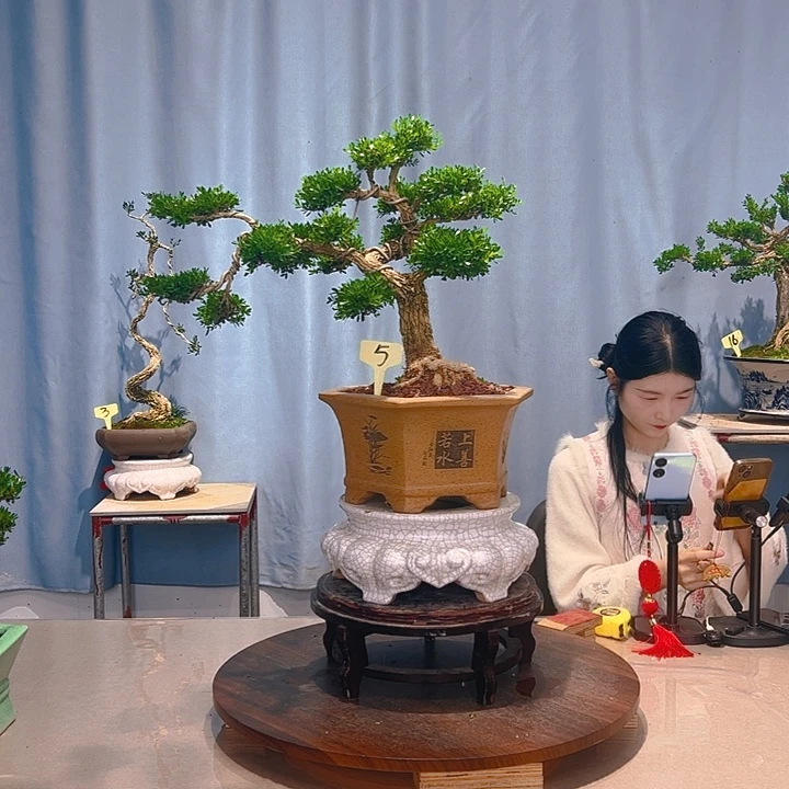 无花朵广东皱皮雀舌黄杨