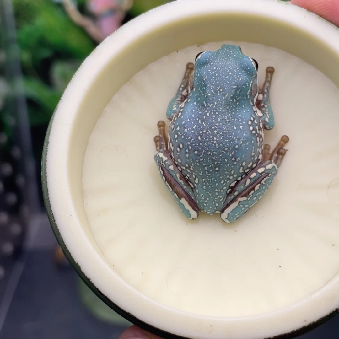 老爷树蛙18号魔鬼蓝金暴雪