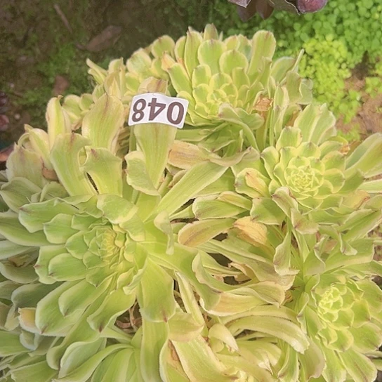 虫*多肉植物一个