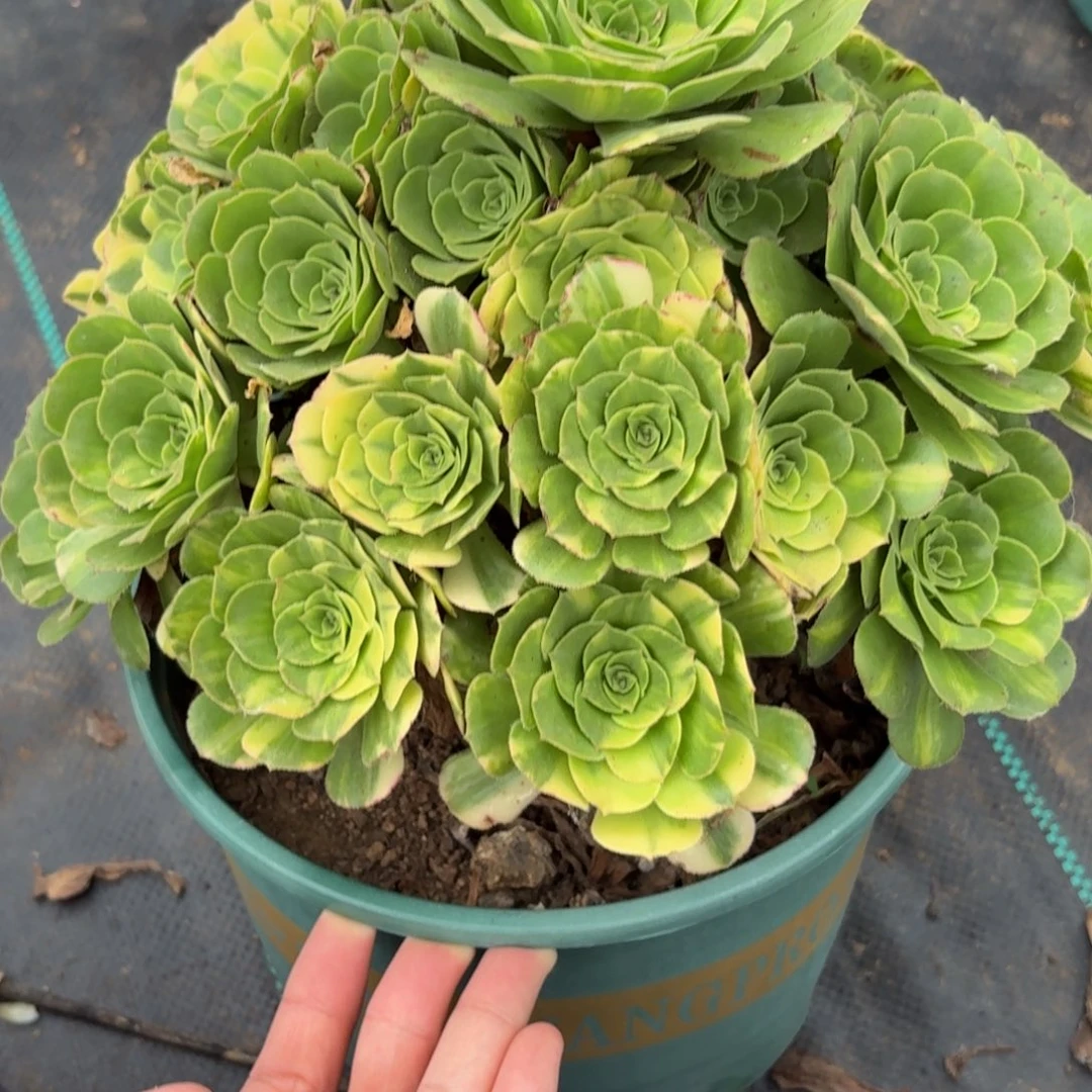 397五彩琉璃多肉植物发货