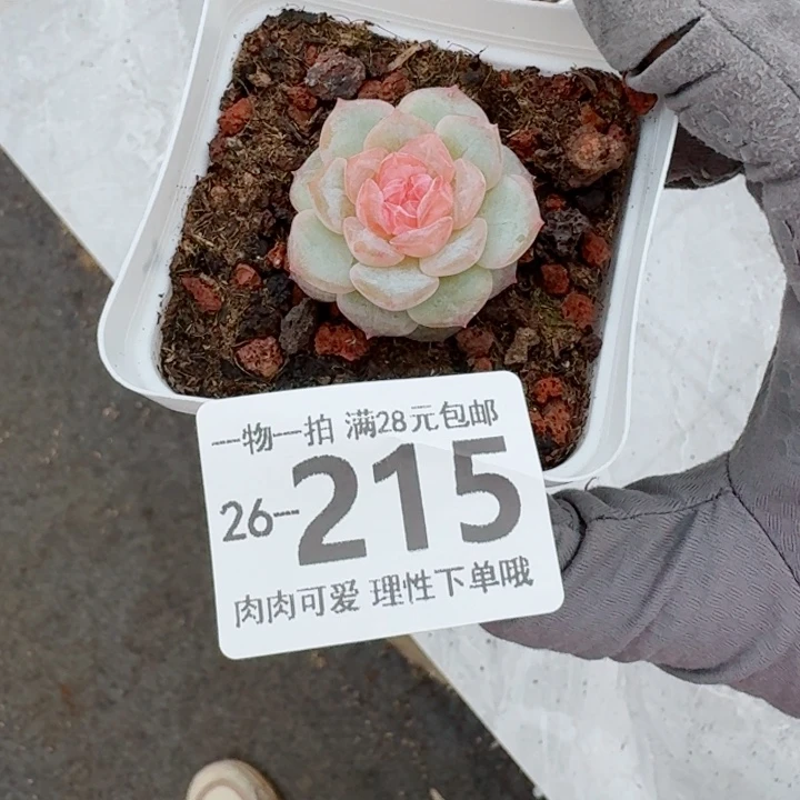 优选珍妮无盆土发货多