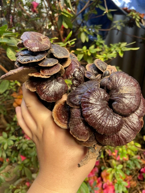 【现收山货】竹灵芝煮水煲汤泡酒250g起