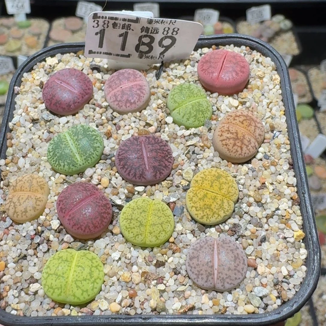 Ssss精品生石花1189