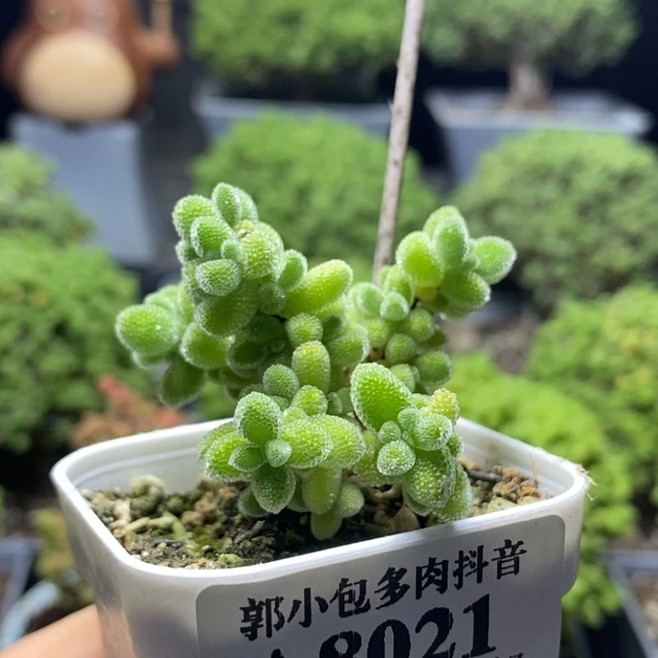 优选冰晶8021枝干番杏