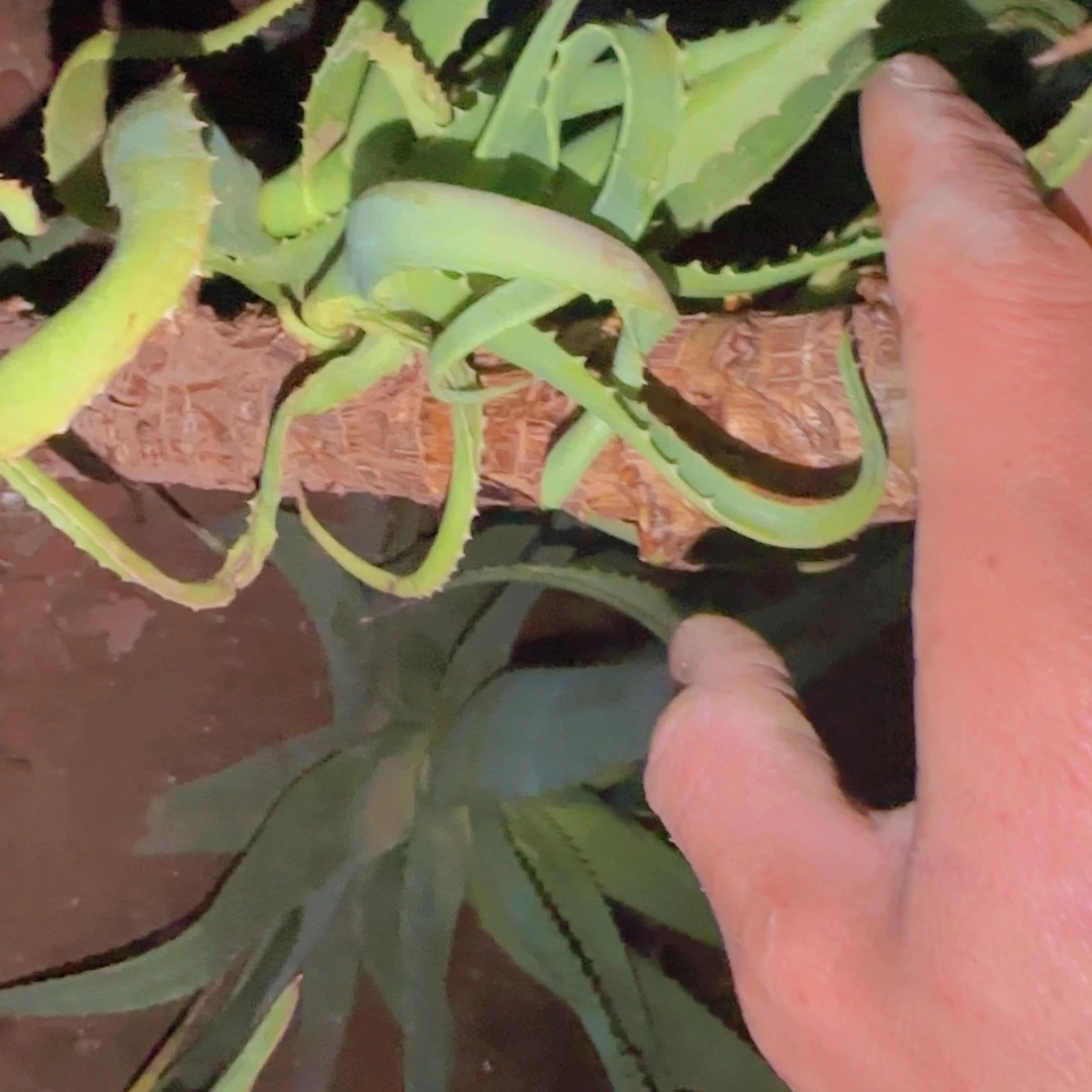块根植物块根植物