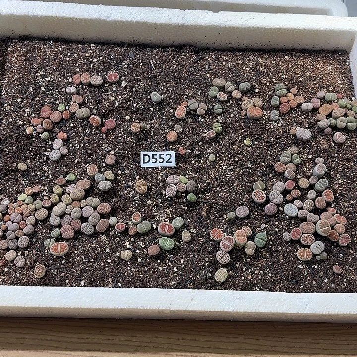 552生石花整筐脱土发货