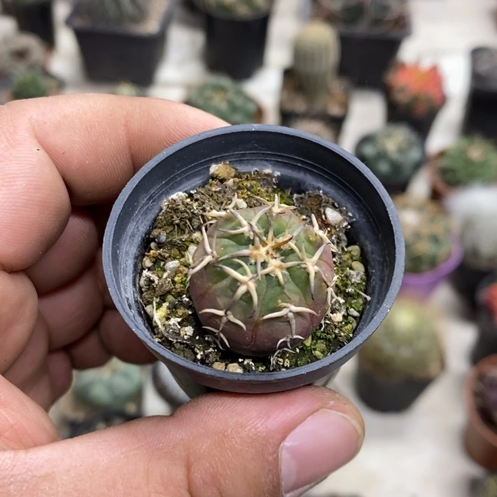 丢***咪实生猫爪特价福利