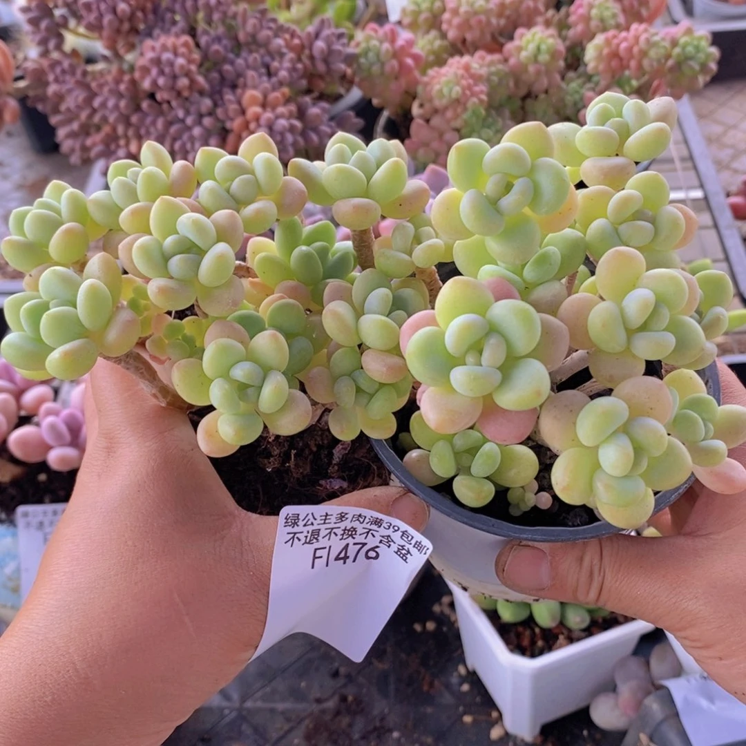 白奶糖2颗476多肉植物