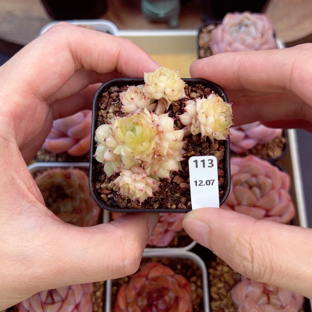 好好看113、哈哈哈哈哈