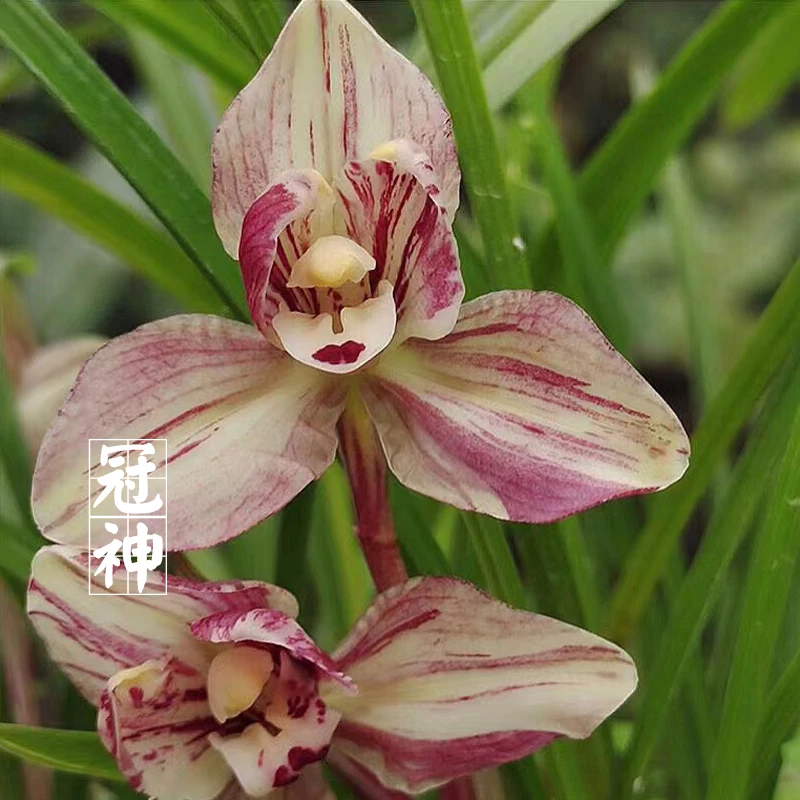 四川本地春兰复色花冠神浓香型花卉绿植阳台盆栽自然栽培好养活