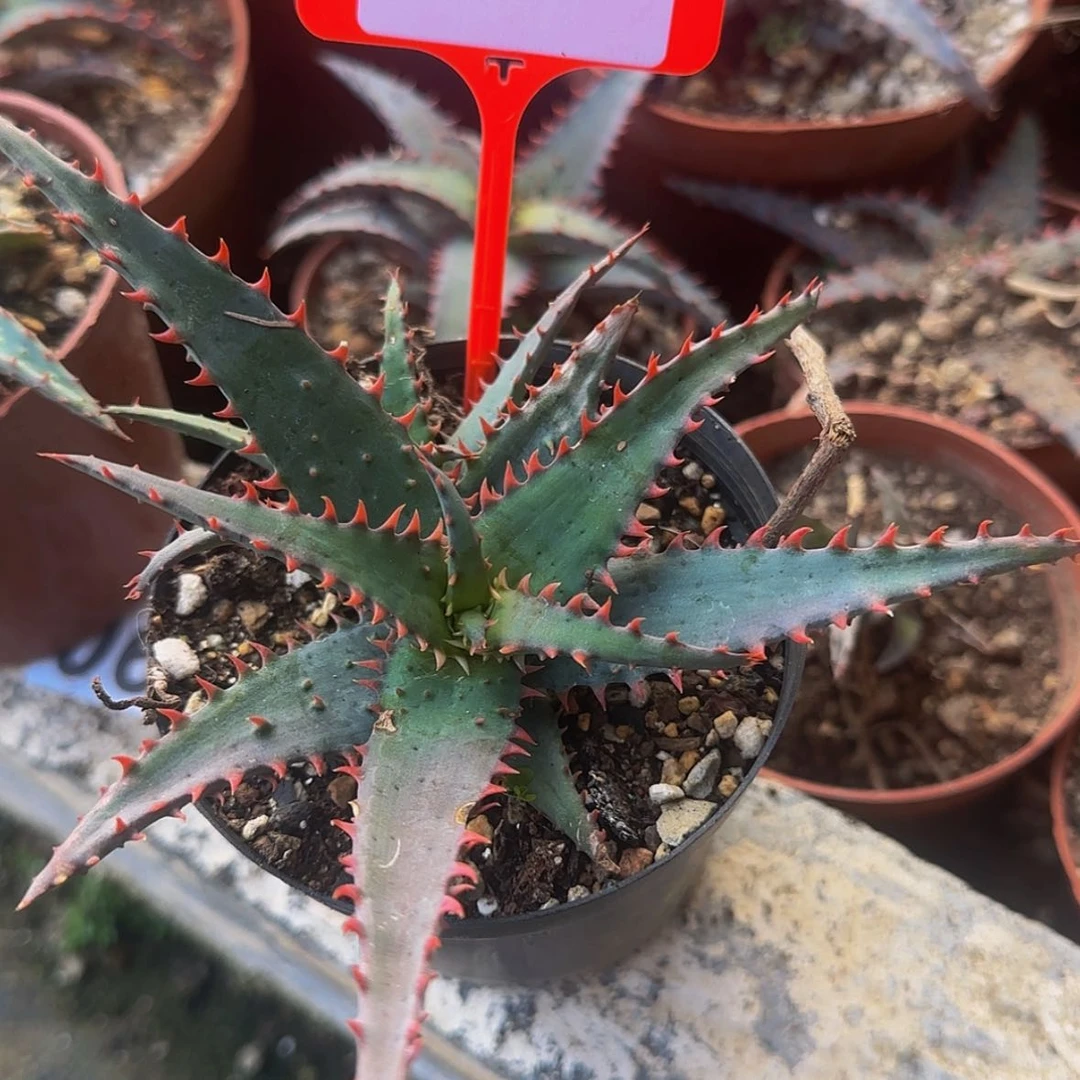 【闪购商品】祥*块根植物