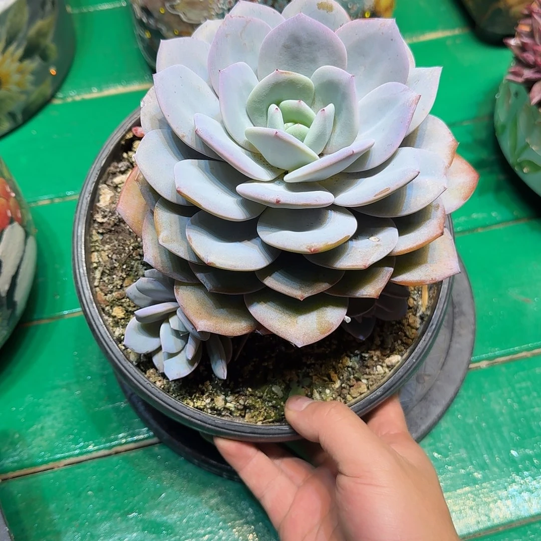 多肉植物多肉植物