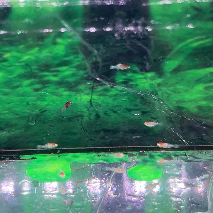 孔雀鱼精品泰系红头马f1 8 条