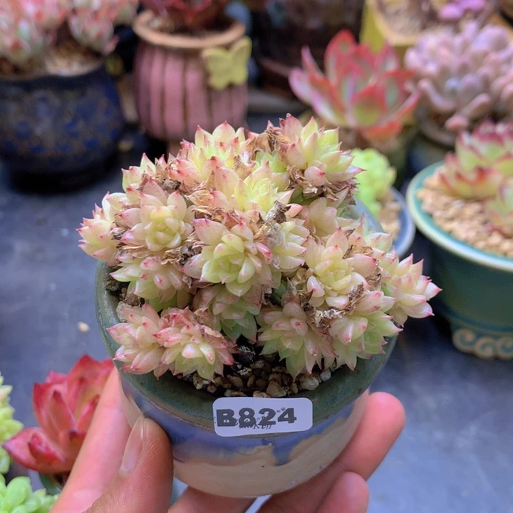 一物一拍含盆土满38包邮B824