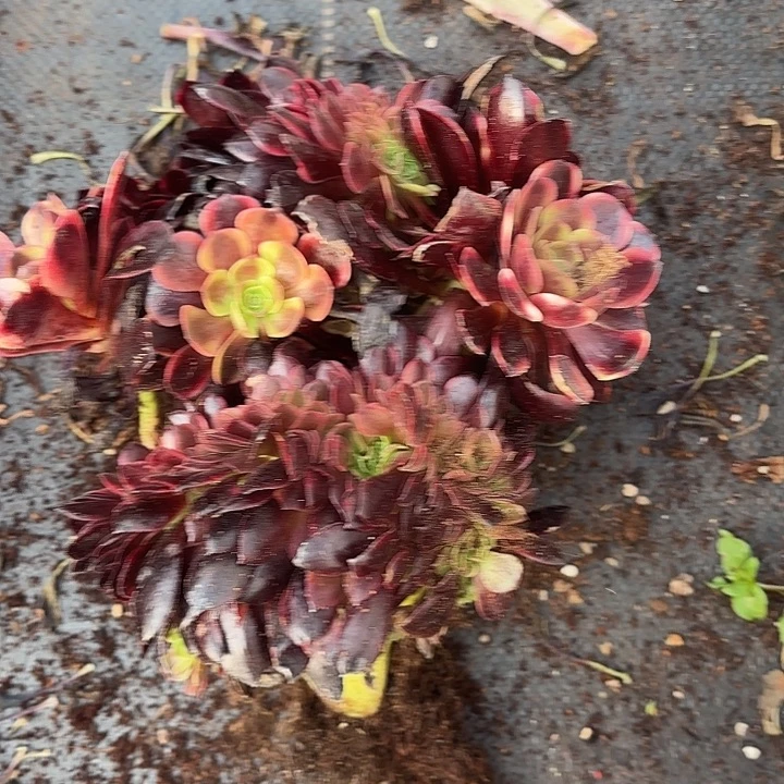 多肉植物欧家莉缀化12两颗