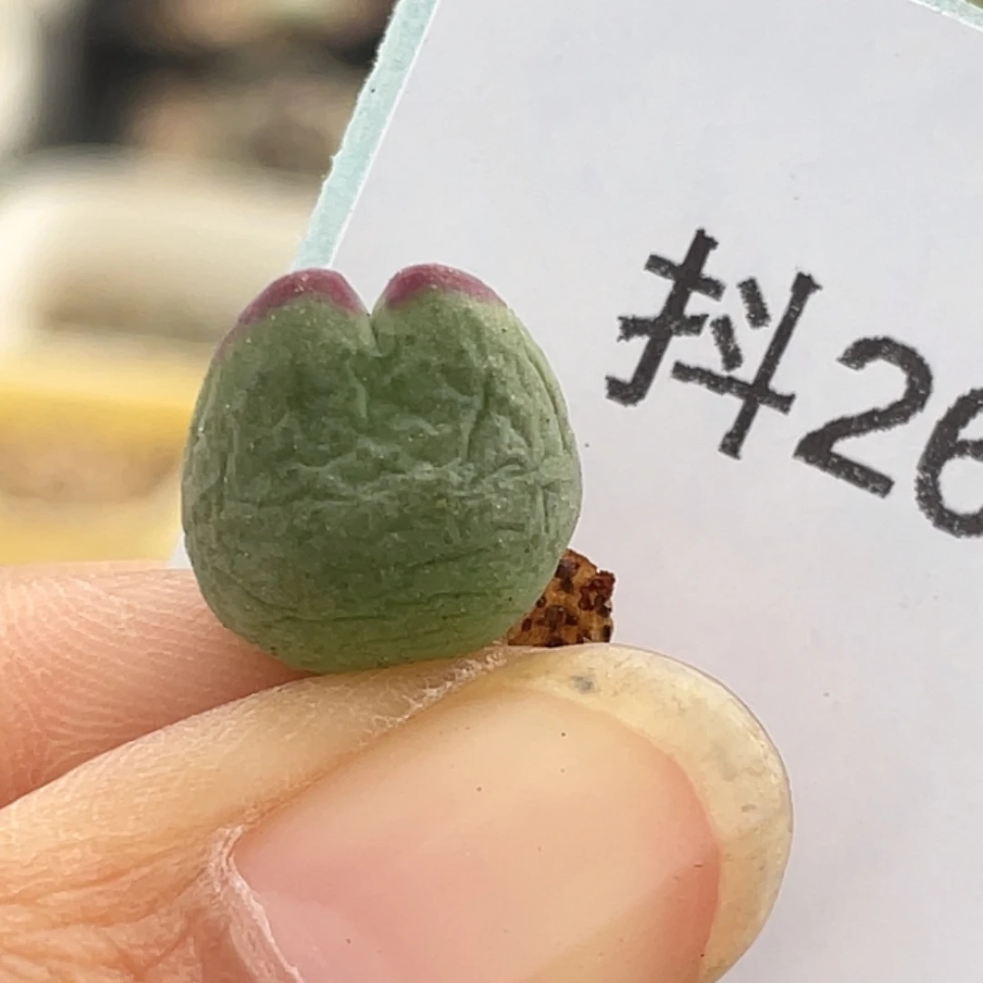 26-45白花比卡丘多肉植物