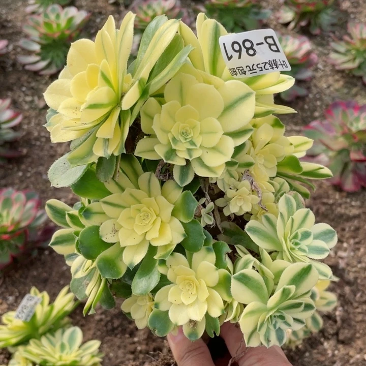 861雪连有砍不包掉头12345678