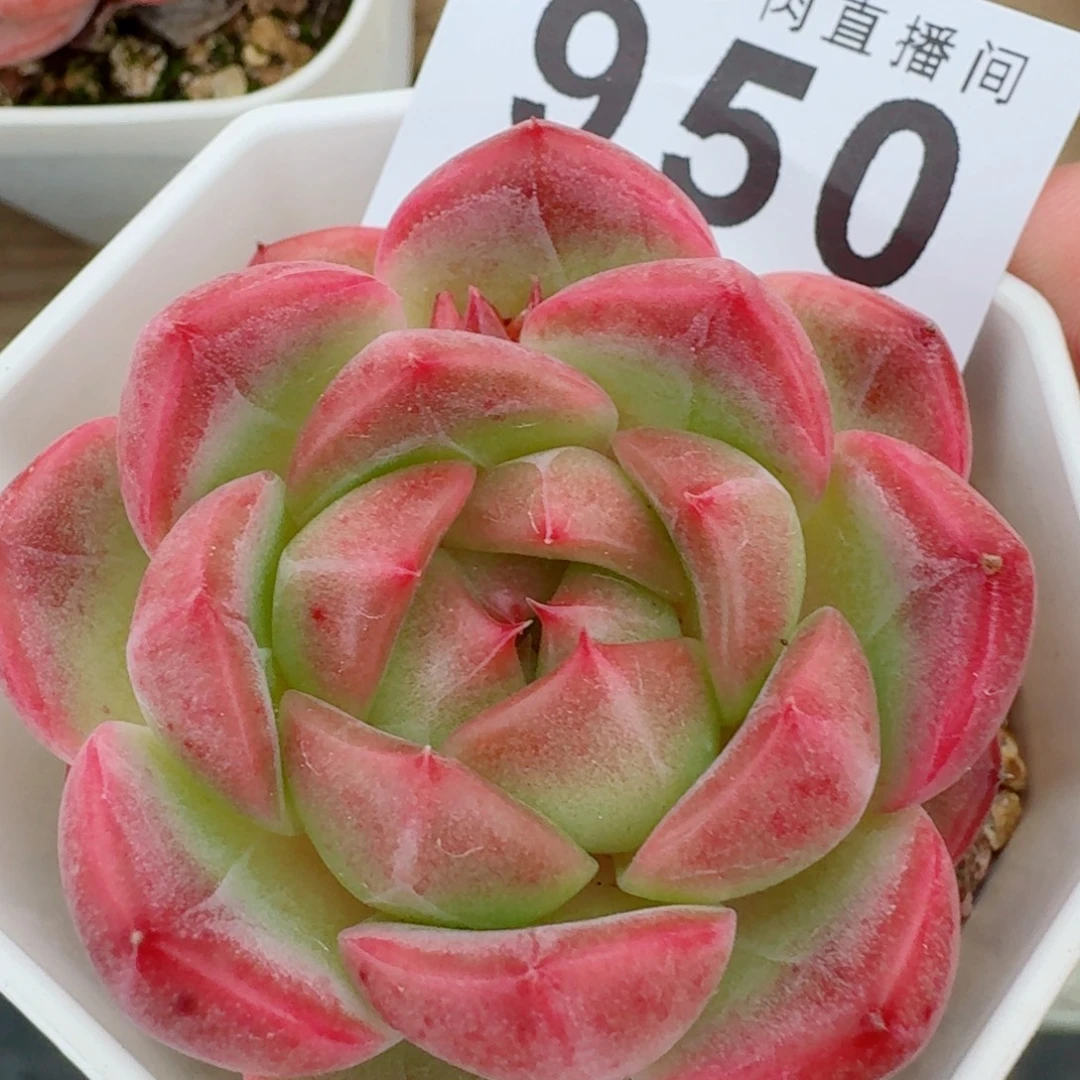 珍妮麦秆            精美多肉植物