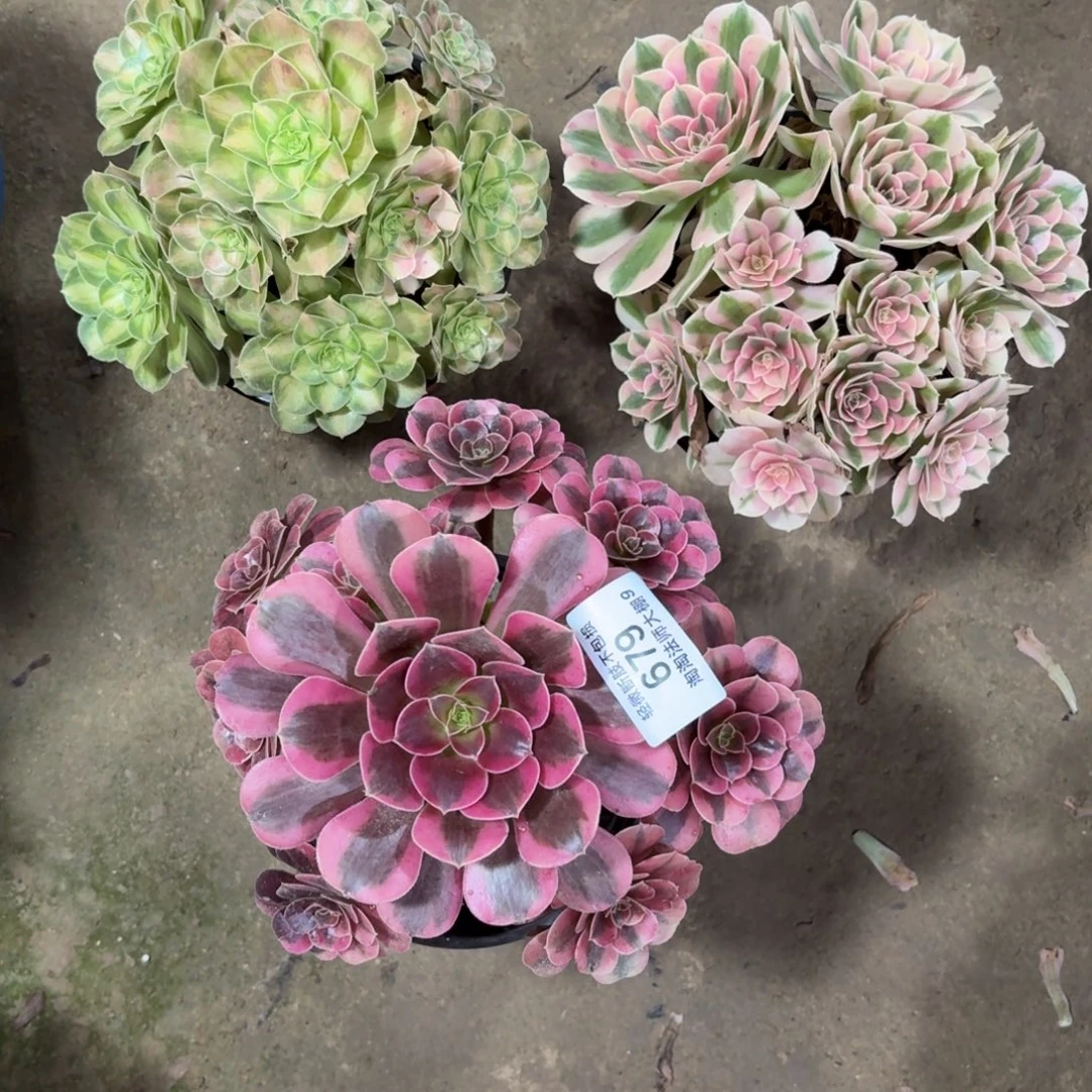 679三棵多肉植物法师