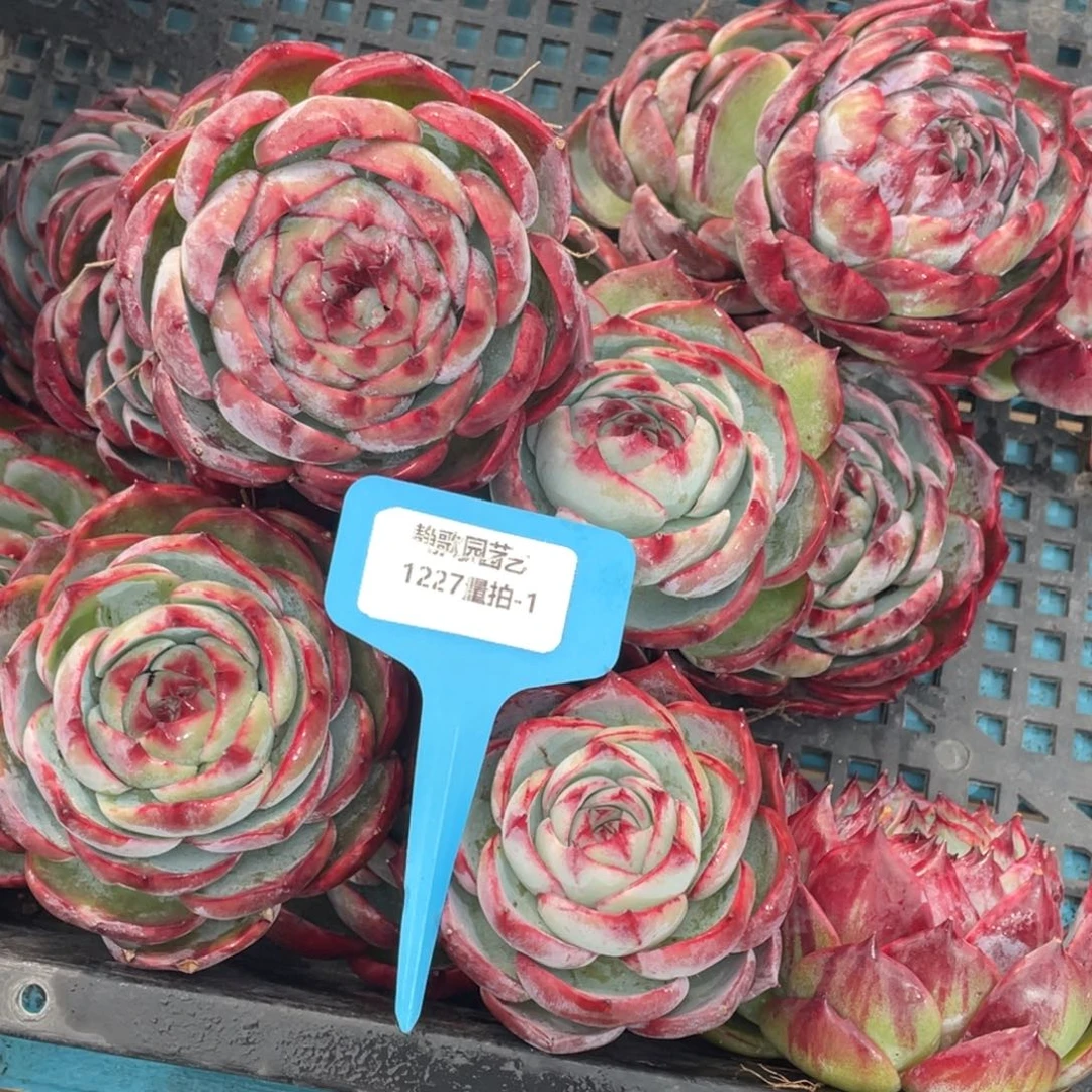 1227-1-惊鸿仙子单头福利一颗