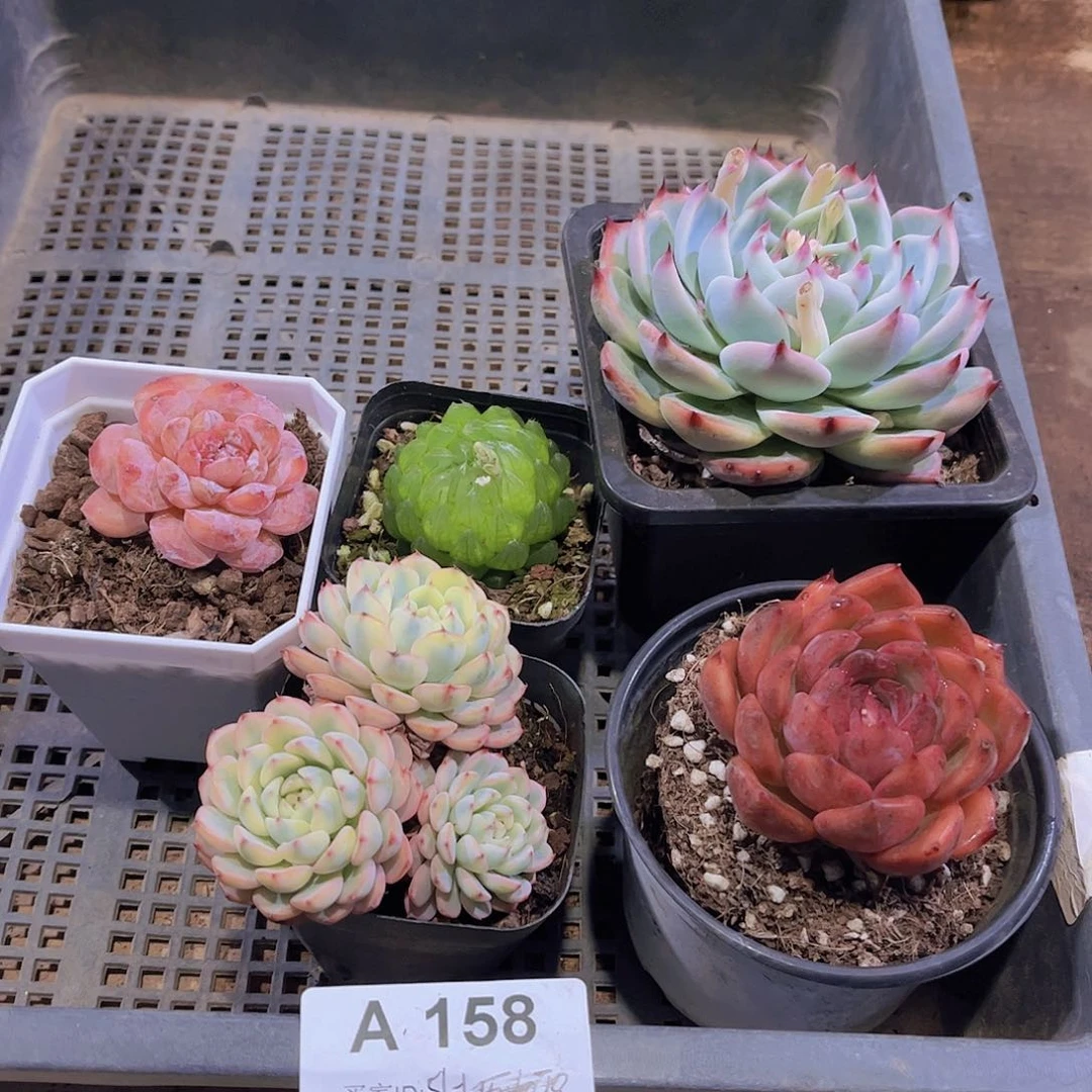 多肉158多肉植物