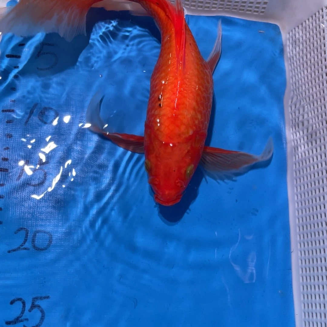 锦鲤锦鲤包邮包售后