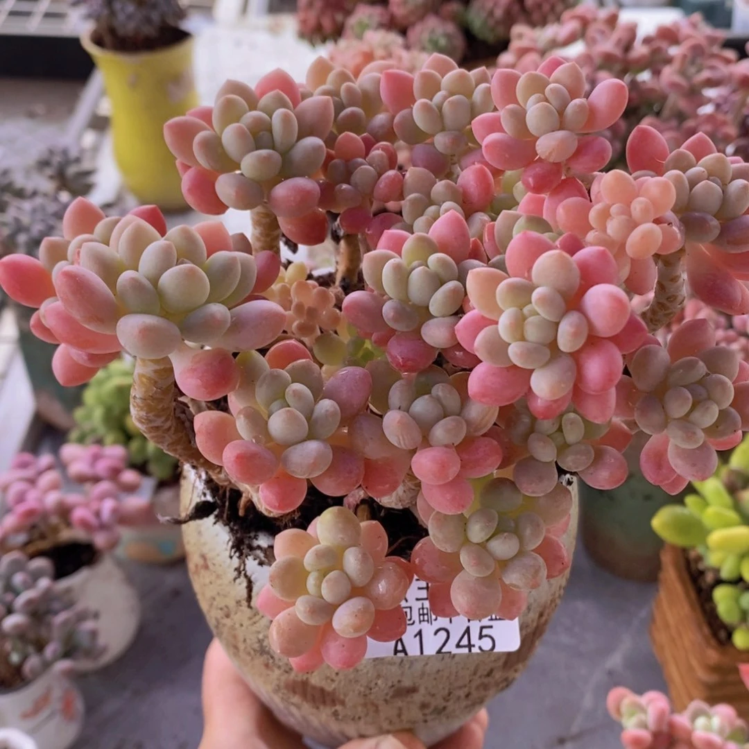 鱼子酱老桩13cm1245多肉植物