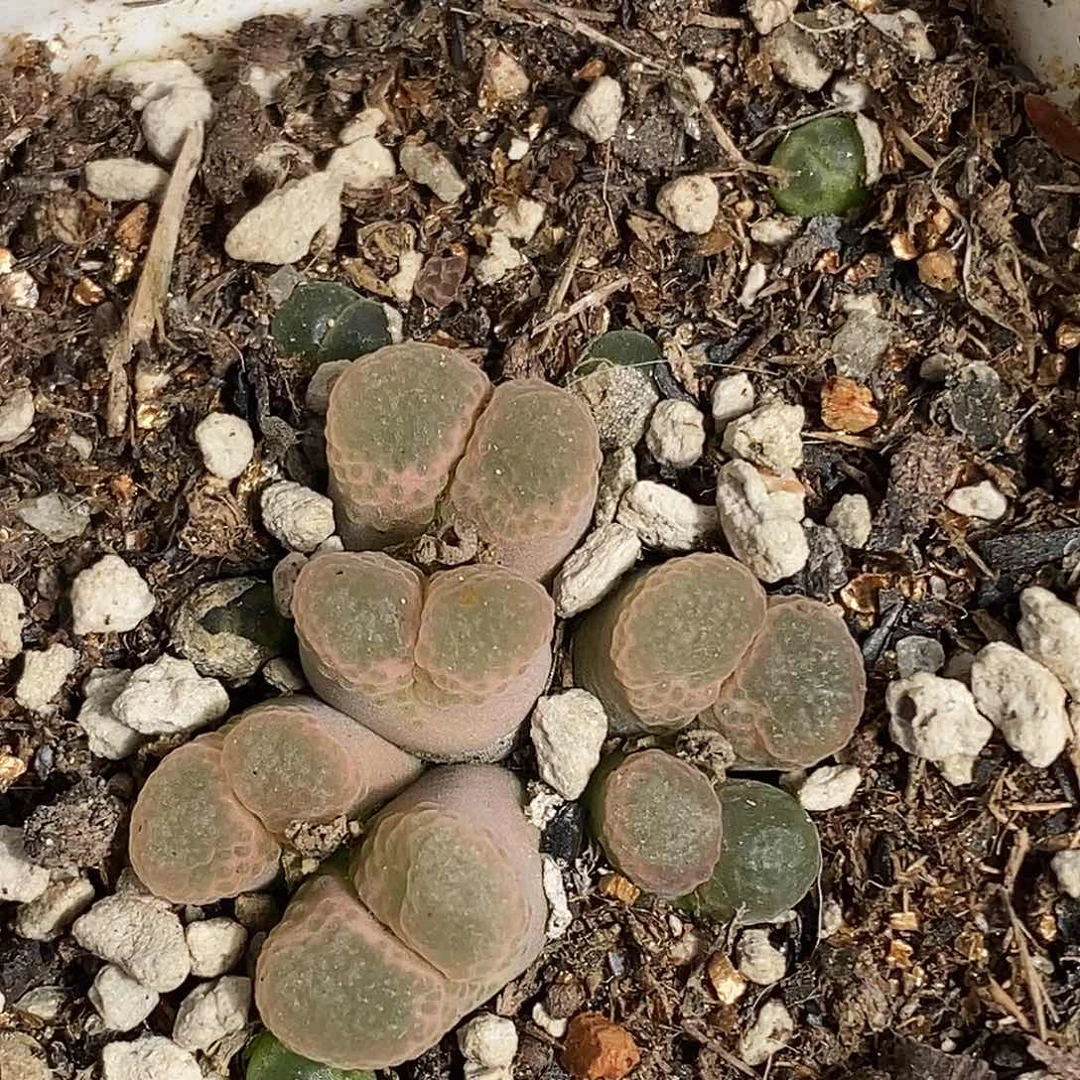 0916-14-樱花风铃福利。