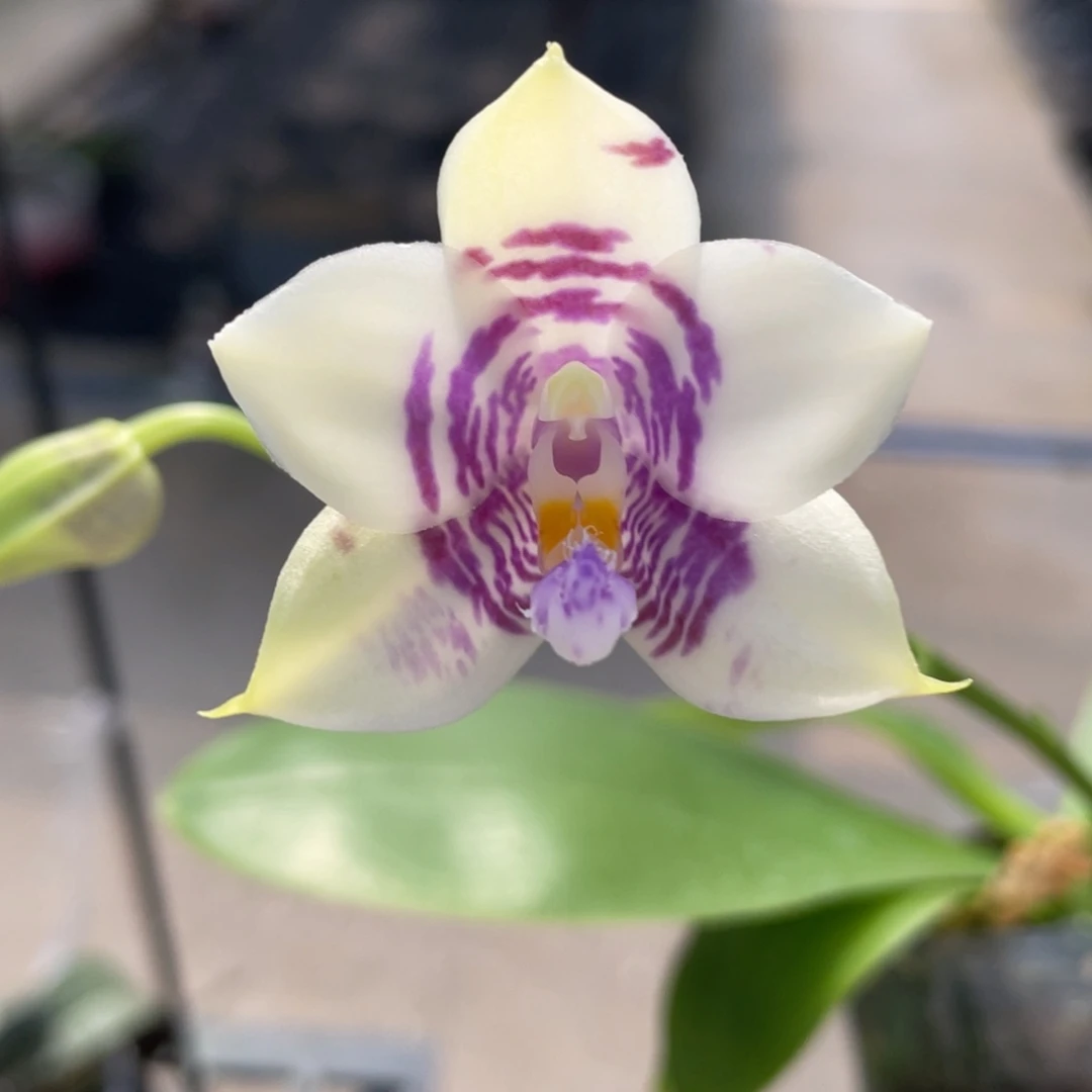 大部分开放少量花苞yc88，路德交