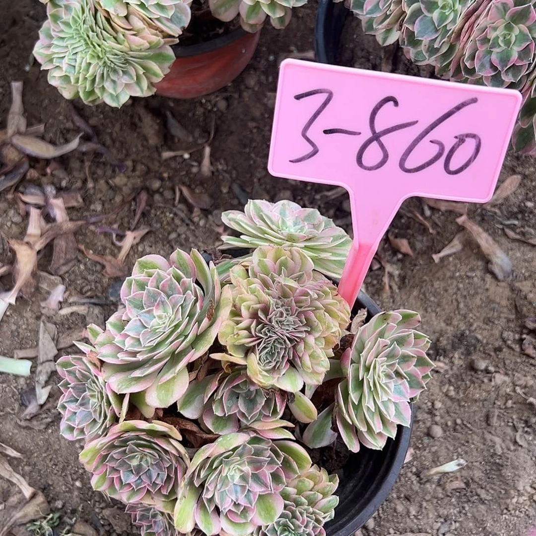 3-860倾城缀化多肉