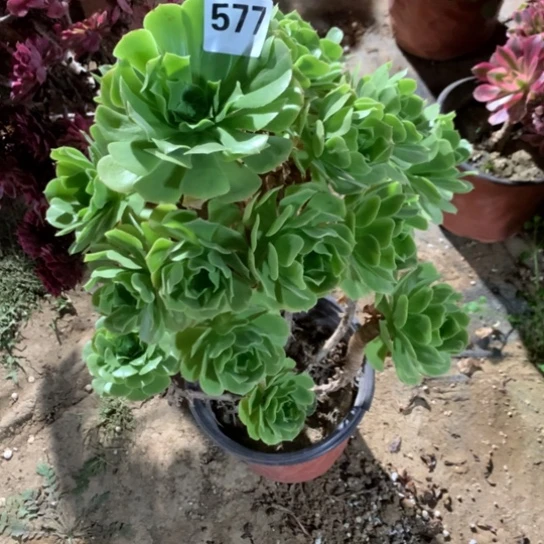 577法师多肉植物绿杨蓉