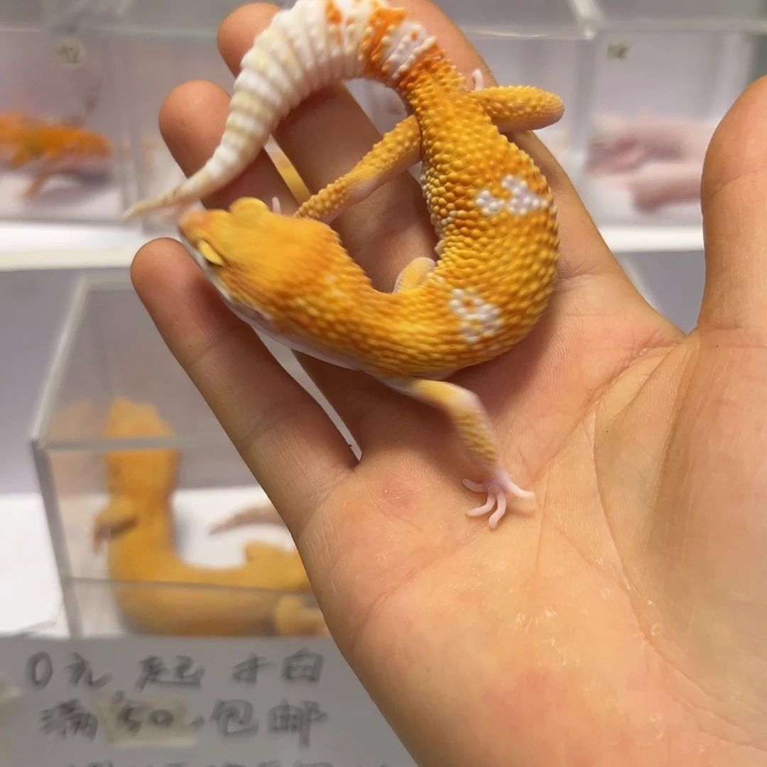 豹纹守宫豹纹守宫