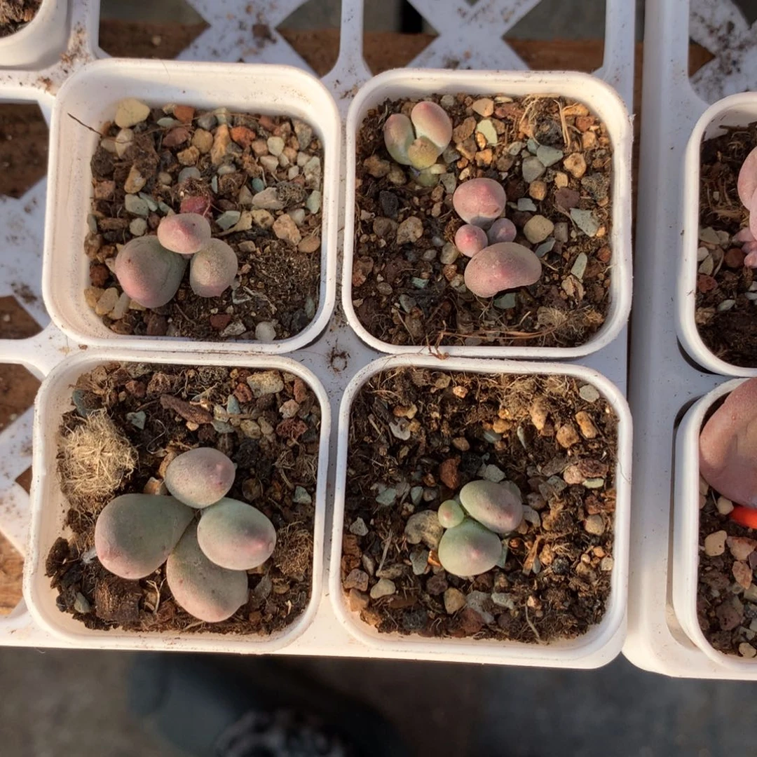 米可奶酪多肉米可奶酪