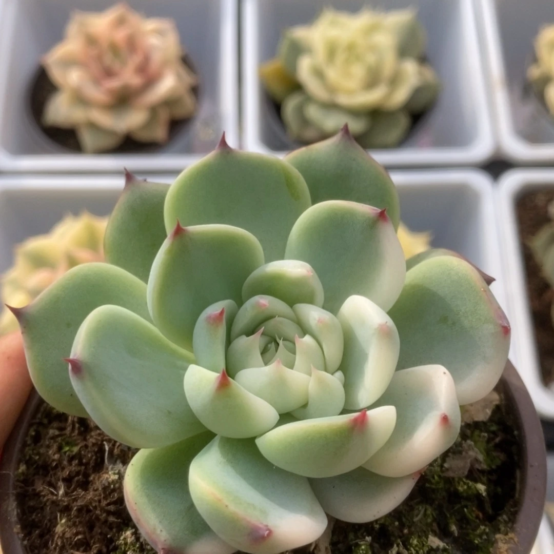 073锦锦锦锦锦锦锦锦