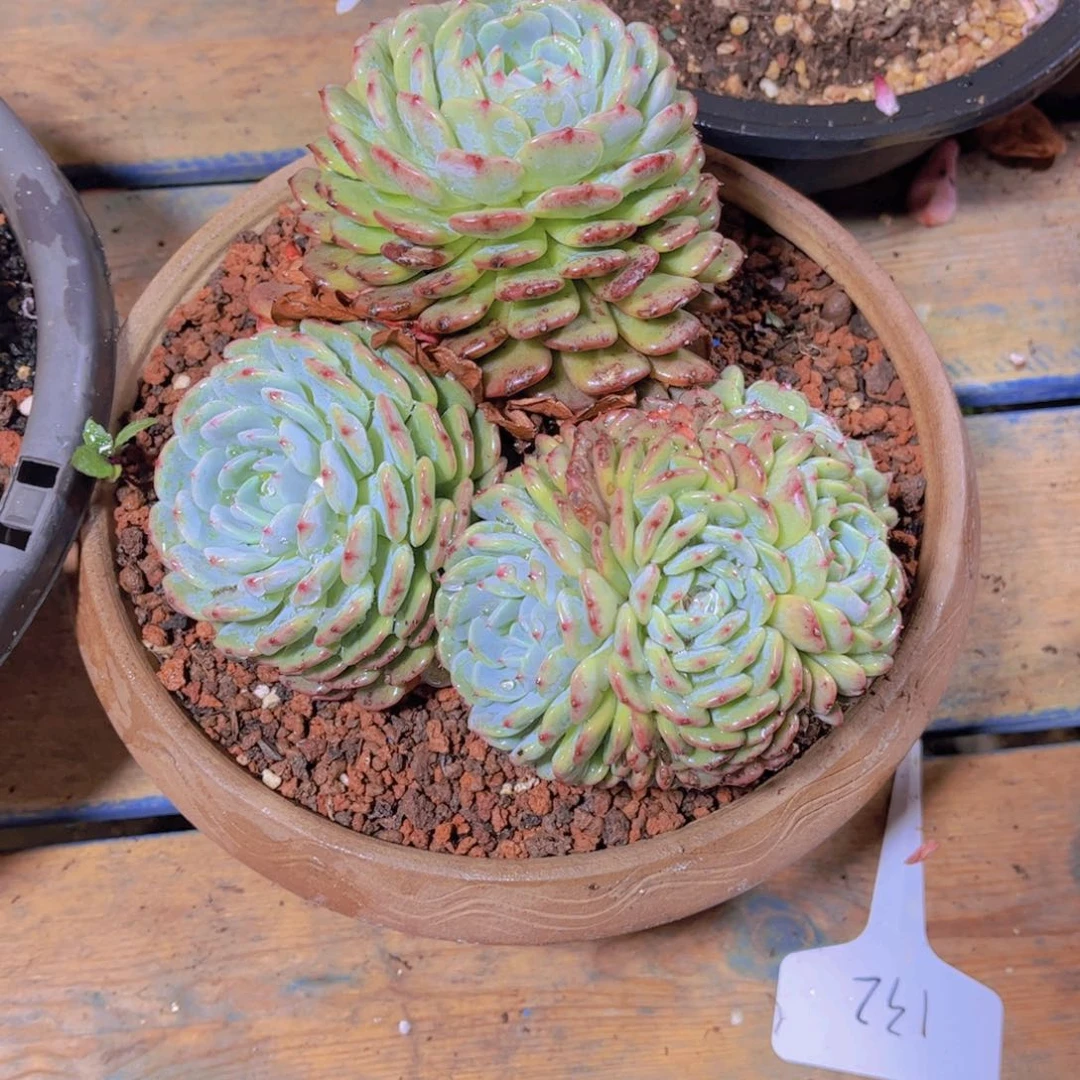 遂**姐多肉老桩多肉老桩