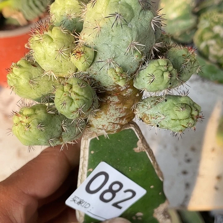 帝王丸仙人球82号