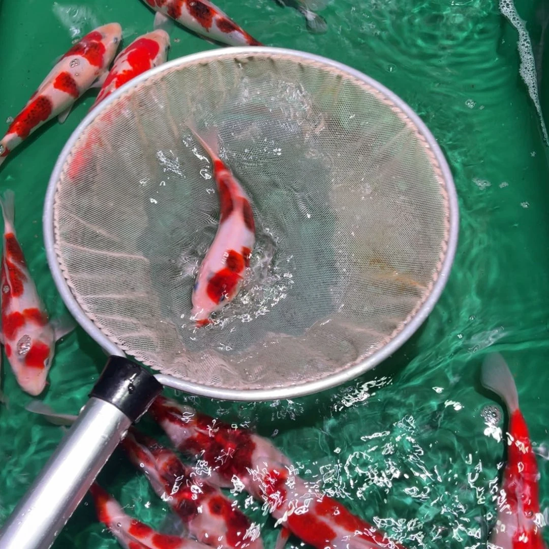 锦鲤味微瑕疵一尾葡萄衣