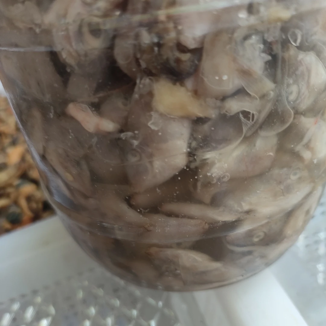 福建特产湄洲岛鲜美味的特色海产