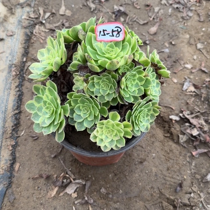 15-58奶白不包售后