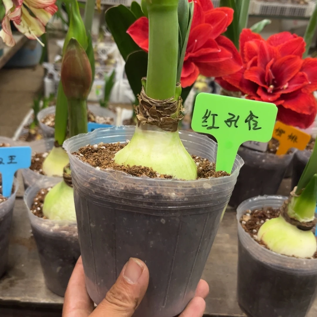 顾***)红孔雀朱顶红带盆出个一只花剑