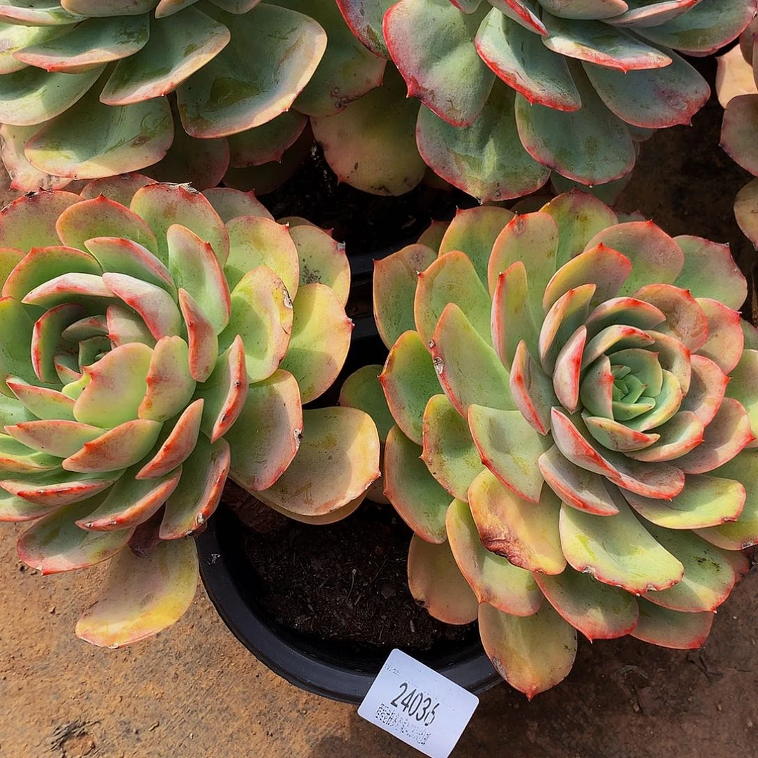 微***️白雪公主24036多肉多肉