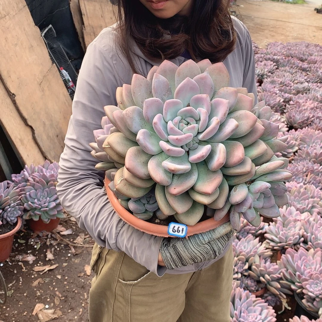 661 奥普 一物一拍