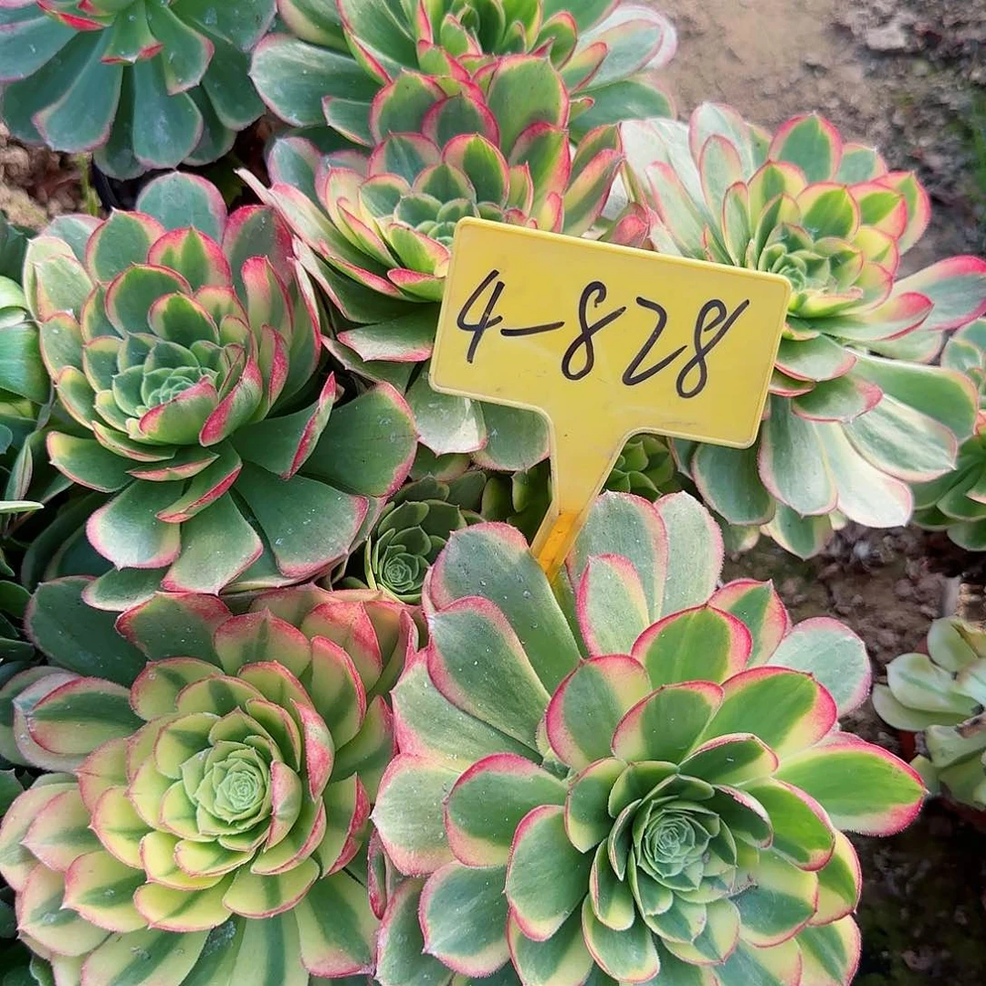 4-828多头多肉植物奶白多头