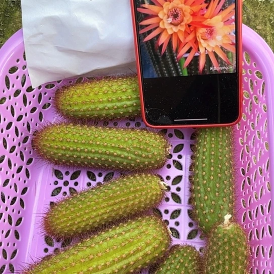 头盔 无根侧牙 满18包邮