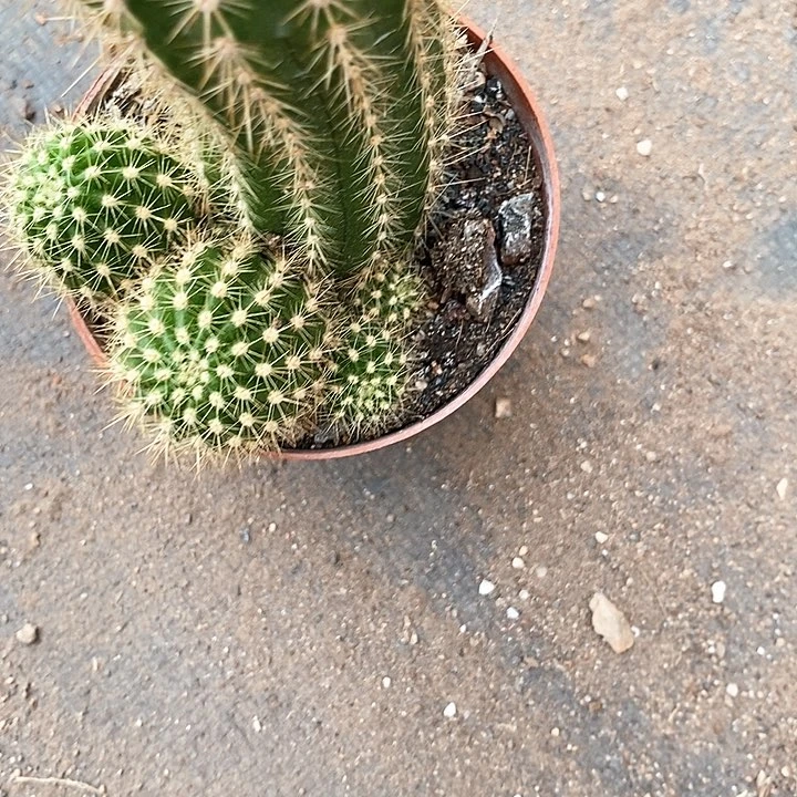 飞碟毛花毛花3467777