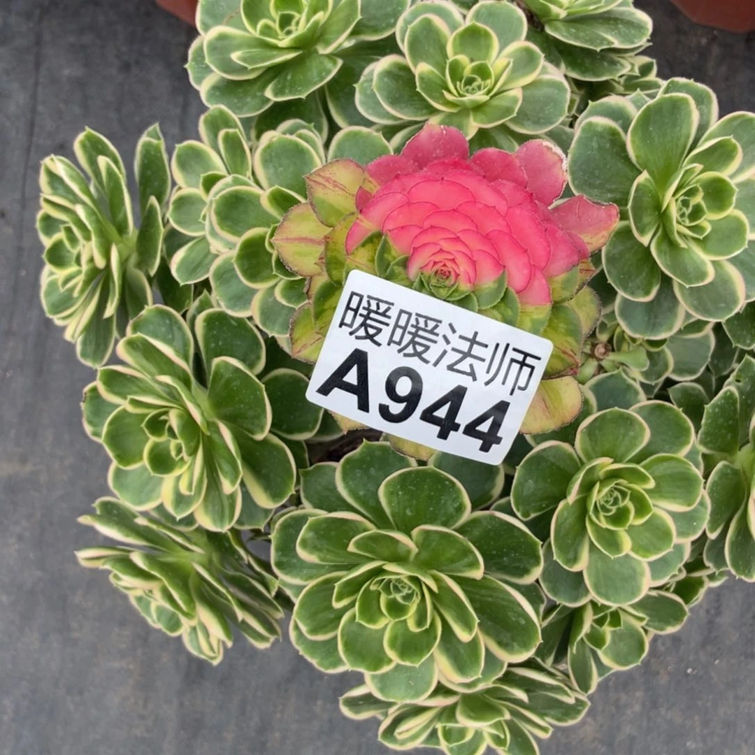 紫砂茶杯。****。944分哥哥哥哥哥哥好