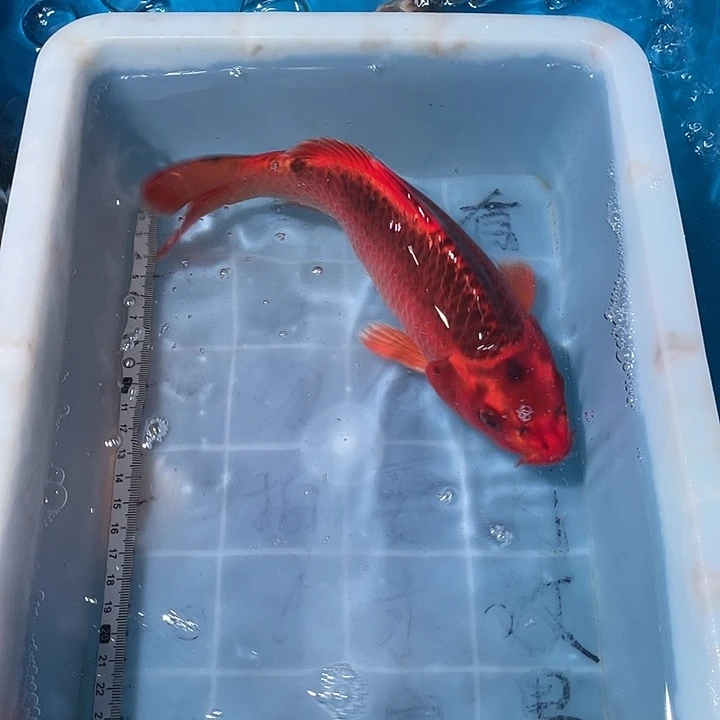 蝴蝶鲤鱼渔场直发44