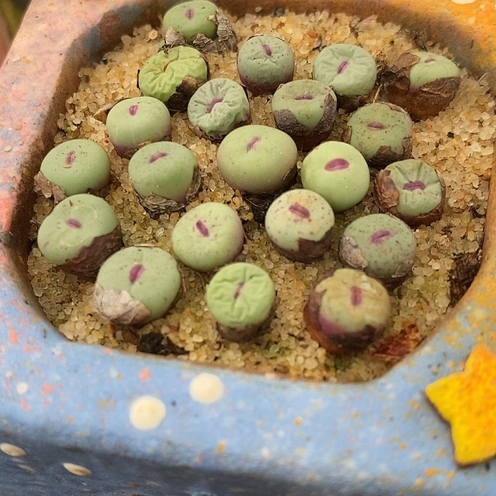 1380B小红嘴2颗。