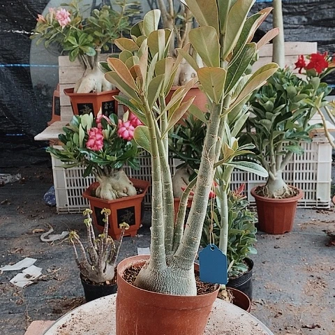 【闪购商品】L*L绿植